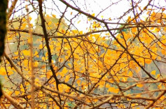 湖南今年入冬时间破最晚入冬记录