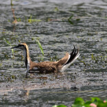 怀化：珍稀鸟类云集 绘就生态新画卷