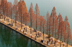 People Enjoy Metasequoia Tree Leaves in Changsha