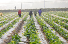 Farmers Busy Harvesting White Radishes to Ensure Market Supply