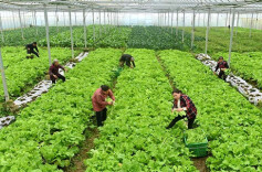 Farmers Harvest Vegetables to Supply Market