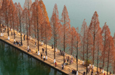 People Enjoy Metasequoia Tree Leaves in Changsha