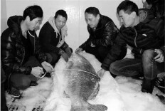 一条价值 300 万的鱼，买来却不是为了吃肉？