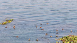 衡山：小䴙䴘“组团”游湘江，造访衡山渡