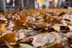 落叶盲盒成“信使”，长株潭红叶观赏邀约已“上线”