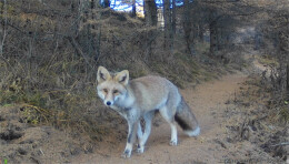 以科学森林经营手段，改善保护地外森林的生物多样性水平