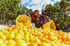 湖南日报全媒体评论员丨跑好乡村振兴“接力赛”