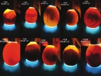 冬日“蛋生”奇迹 30余只小鸡成为校园明星，由长沙50名小学生孵化