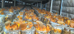 Researchers tame wild mushroom in Yunnan