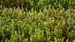 跳蚤草的重生：从濒危植物到“致富草”