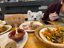 青年说 | 宠物随行，公德边界不容忽视