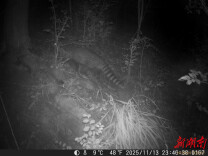 湖南永顺猛洞河国家湿地公园频现国家保护动物