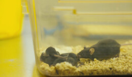 神舟出差返回后 “太空鼠”当妈妈啦！