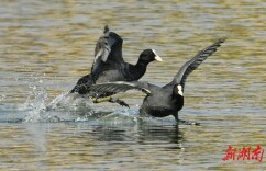 白骨顶鸡洋湖起舞