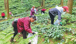 Under-forest industry grows as economic pillar in Hunan