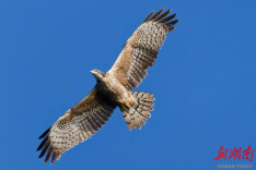 猛禽飞过长沙
