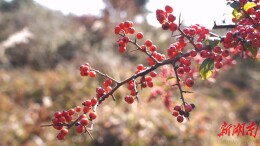 【大美鹤城】 大坪村：火棘映冬景  山间别样红