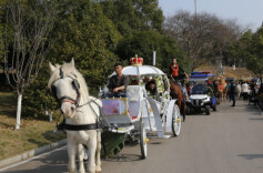 Horse-themed Shows to Be Staged at Changsha Ecological Zoo During New Year's Day Holiday