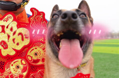 消防“汪汪队”已就位！2026年第一波旺运正在派送中