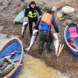  2000斤鲜鱼“上岸”！汨罗屈子生态湿地公园冬捕丰收，今明两晚暖心鱼汤免费喝