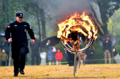 警犬搜毒扑咬帅翻天！这场研学活动超酷 