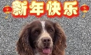 搜救犬的另类“工作企划”：2026年的任务是把平安送到你身边