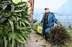 紫叶香莴笋采收忙