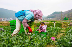 “菜篮子”基地采收忙