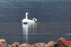 白天鹅做客澧水河 张家界生态画卷添新彩