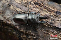 湖南江永发现中国新物种“志鸿鬼锹甲”