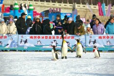 陶然亭的企鹅从哪来？答案出人意料