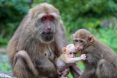 大美绽放！国家公园法施行