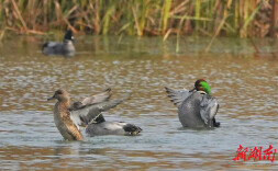 罗纹鸭现身洋湖湿地