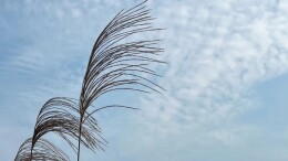 刘鸿伏：巴溪洲的芦花