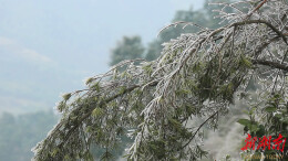 【大美鹤城】初雪添雅韵 黄岩凉山银装俏
