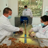 祁阳传统美食焕发新生机