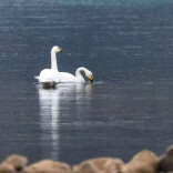 白天鹅做客澧水河 张家界生态画卷添新彩
