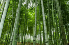 全国首部竹学规划教材《竹学概论》正式出版