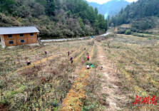 花椒套种沙姜 一地多用促增收