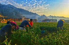 让村民的日子越过越红火——湘西州政府办、州政府研究室助力保靖县夯吉村发展纪实