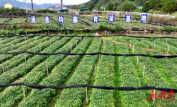 “通道钩藤”荣获2025年度“生态中药材”品牌认定