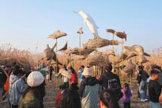 芦苇荡里织就生态画卷：岳阳君山国际芦苇艺术季火热进行