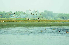 全省候鸟保护两年行动91处管护站房基本建成