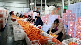 宜章脐橙首次出口马来西亚 开启国际市场新篇章