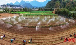 Vegetable Rotation Helps Increase Farmers' Income