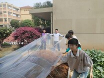 薯香漫校园 科学藏指尖——宁乡市玉潭街道合安小学红薯主题科学实践活动