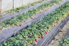 北塔区白田社区:大棚草莓甜蜜上市 点亮乡村“莓”好生活