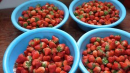 临武县刘家村：冬日里的“莓”好时光