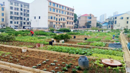 解锁城市“沉睡空间” 铺就民生“幸福赛道”—— 汨罗市归义街道破题低效空间提质成标杆