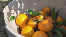 安仁：赤滩沃柑迎丰收 “黄金果”里话振兴